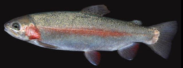 Oncorhynchus mykiss_07.jpg